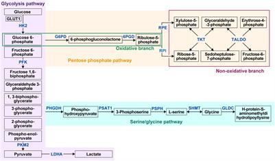 Glucose Metabolism and Glucose Transporters in Breast Cancer